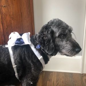 Dog wedding ring-bearer harness with leash